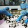 14 Baby Pandas in a Crib: Why breed them?